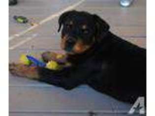 Rottweiler Puppy for sale in PITTSFIELD, NH, USA
