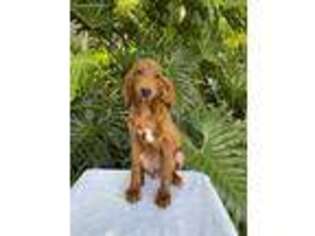 Irish Red and White Setter Puppy for sale in Orlando, FL, USA