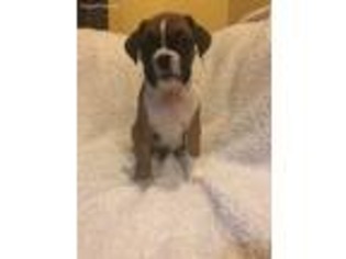 Boxer Puppy for sale in Philadelphia, PA, USA