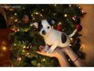Chihuahua Puppy for sale in Stafford, VA, USA