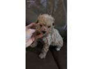 Mutt Puppy for sale in Ionia, MI, USA