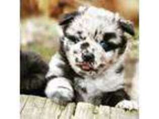 Mutt Puppy for sale in Fletcher, NC, USA