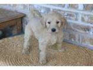 Goldendoodle Puppy for sale in Adolphus, KY, USA