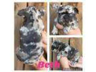 French Bulldog Puppy for sale in Eureka, KS, USA