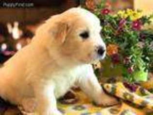 Great Pyrenees Puppy for sale in Blue Ridge, GA, USA