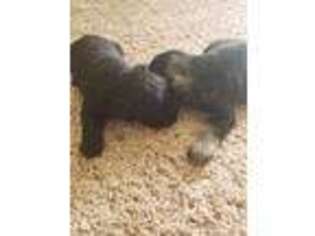 Mutt Puppy for sale in Euclid, OH, USA
