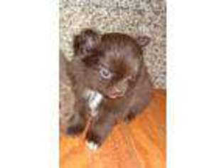 Pomeranian Puppy for sale in Easton, MD, USA