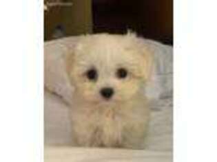 Maltese Puppy for sale in Wheaton, IL, USA