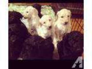 Goldendoodle Puppy for sale in TUSCALOOSA, AL, USA