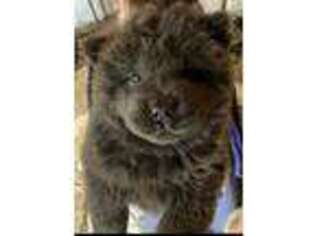 Chow Chow Puppy for sale in Canal Fulton, OH, USA