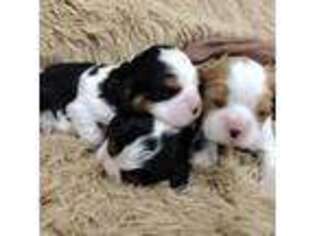 Cavalier King Charles Spaniel Puppy for sale in Elizabethtown, KY, USA