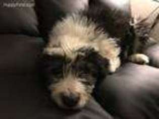 Old English Sheepdog Puppy for sale in Aurora, CO, USA