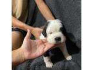 Saint Bernard Puppy for sale in Elizabeth City, NC, USA