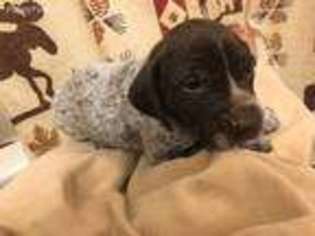 German Shorthaired Pointer Puppy for sale in Quincy, WA, USA