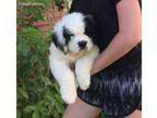 Saint Bernard Puppy for sale in Bicknell, IN, USA