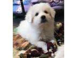 Great Pyrenees Puppy for sale in Kinsman, OH, USA
