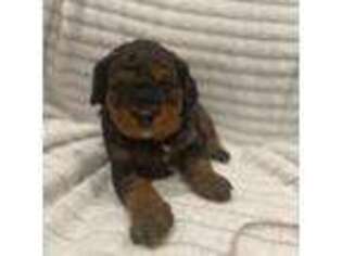 Mutt Puppy for sale in Atco, NJ, USA