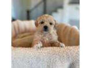 Mutt Puppy for sale in Watertown, TN, USA