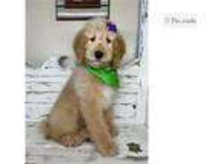Goldendoodle Puppy for sale in Orem, UT, USA