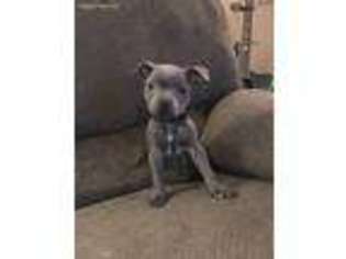 Staffordshire Bull Terrier Puppy for sale in North Baltimore, OH, USA