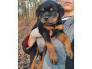 Rottweiler Puppy for sale in Nashville, TN, USA