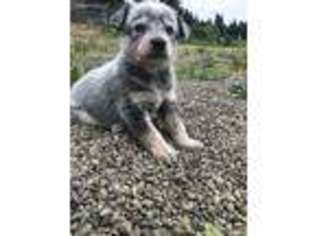 Australian Cattle Dog Puppy for sale in Sandy, OR, USA