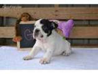 Bulldog Puppy for sale in Ville Platte, LA, USA