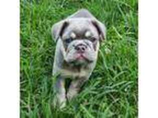 French Bulldog Puppy for sale in Chandler, MN, USA