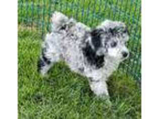 Mutt Puppy for sale in Edgemoor, SC, USA