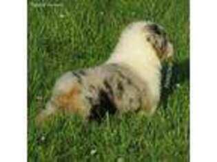 Australian Shepherd Puppy for sale in Kalamazoo, MI, USA
