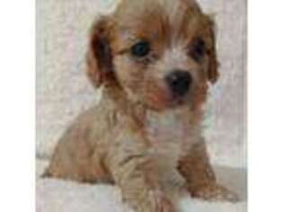 Cavapoo Puppy for sale in Magnolia, NC, USA