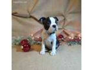 Boston Terrier Puppy for sale in Alum Bank, PA, USA