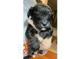Mutt Puppy for sale in Mechanicsburg, PA, USA