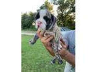 Bulldog Puppy for sale in Chandler, OK, USA