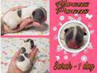 French Bulldog Puppy for sale in Maurertown, VA, USA