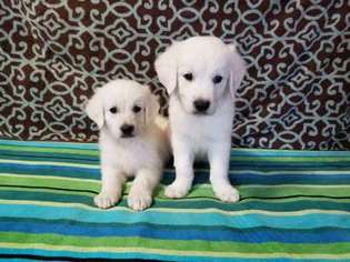 Mutt Puppy for sale in Hartwell, GA, USA