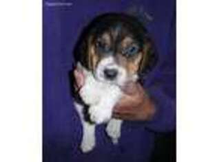 Beagle Puppy for sale in Mountain Lake, MN, USA