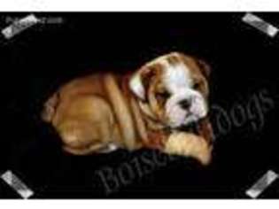 Bulldog Puppy for sale in Boise, ID, USA