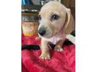 Dachshund Puppy for sale in Dayton, OH, USA