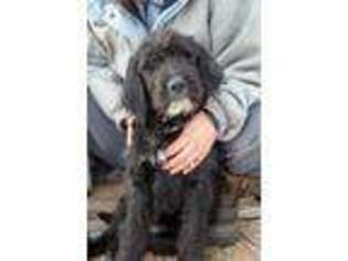 Labradoodle Puppy for sale in Stanton, MI, USA