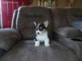 Pembroke Welsh Corgi Puppy for sale in Gary, SD, USA
