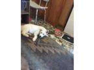 Siberian Husky Puppy for sale in Saint Regis Falls, NY, USA