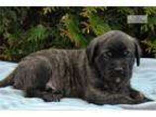 Mastiff Puppy for sale in Harrisburg, PA, USA