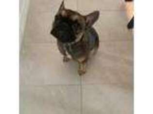 French Bulldog Puppy for sale in Princeton, TX, USA