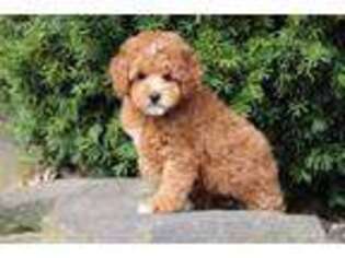 Cavapoo Puppy for sale in Howard, OH, USA