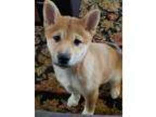 Shiba Inu Puppy for sale in Lancaster, CA, USA
