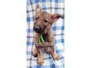 German Shepherd Dog Puppy for sale in Itasca, IL, USA