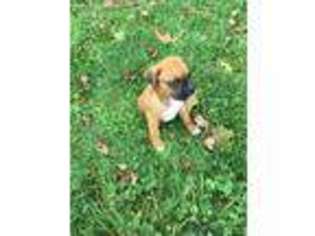Boxer Puppy for sale in Hillsville, VA, USA