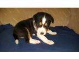 Basenji Puppy for sale in Dallas, TX, USA