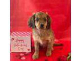 Cavapoo Puppy for sale in Douglasville, GA, USA